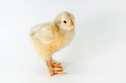 Chicken Stock Photos