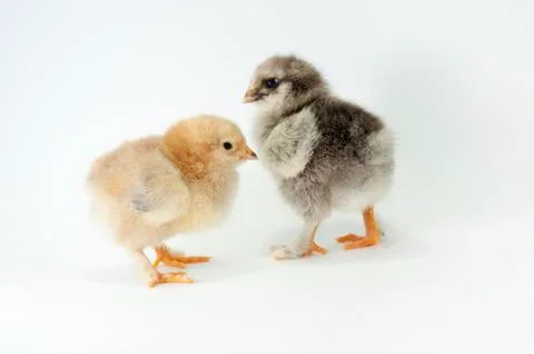 Chicken Stock Photos