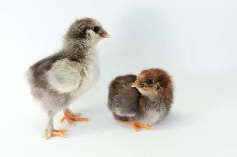 Chicken Stock Photos