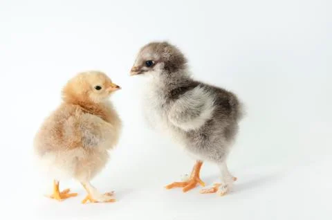 Chicken Stock Photos