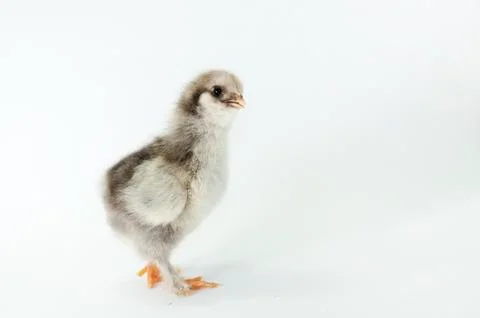 Chicken Stock Photos