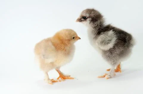 Chicken Stock Photos