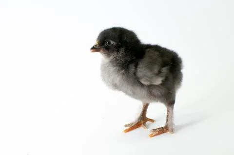 Chicken Stock Photos