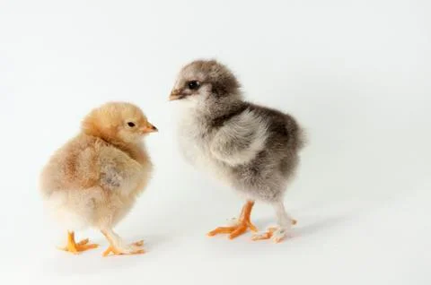 Chicken Stock Photos