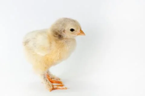 Chicken Stock Photos