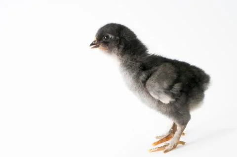 Chicken Stock Photos