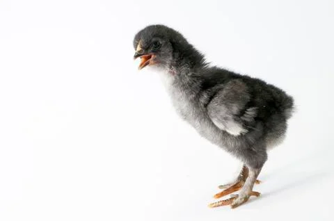 Chicken Stock Photos