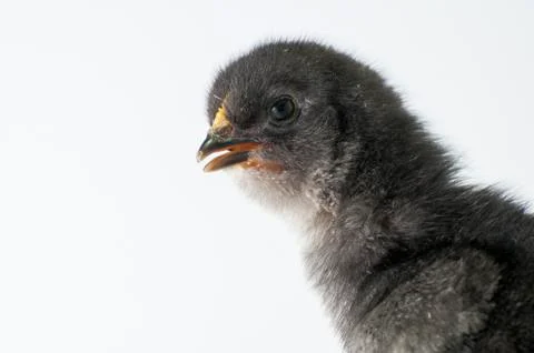 Chicken Stock Photos