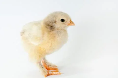 Chicken Stock Photos