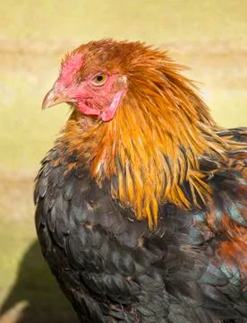 Chicken Stock Photos