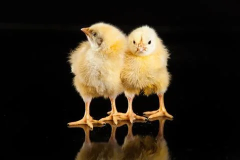 Chicken Stock Photos