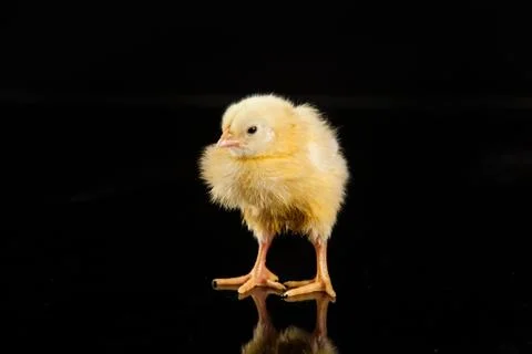 Chicken Stock Photos