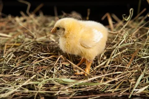 Chicken Stock Photos