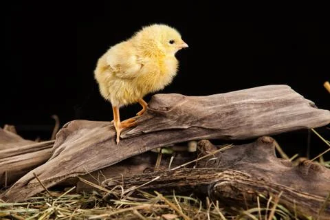 Chicken Stock Photos