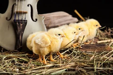 Chicken Stock Photos