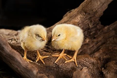 Chicken Stock Photos