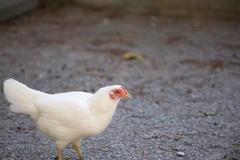 Chicken Stock Photos