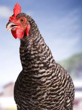 Chicken Stock Photos