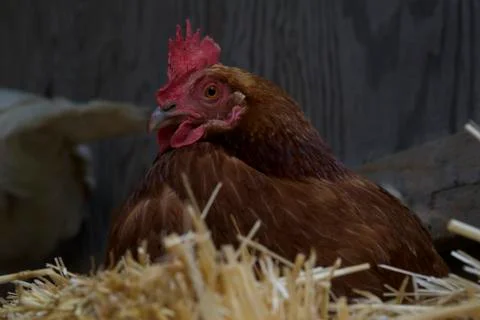 Chicken Stock Photos