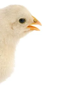 Chicken 写真素材