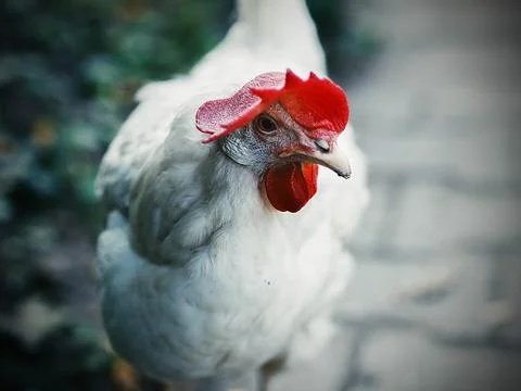 Chicken 库存照片