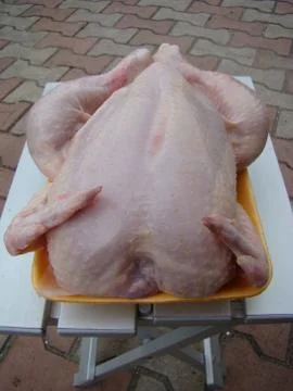 Chicken Stock Photos