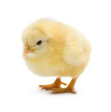 Chicken Stock Photos