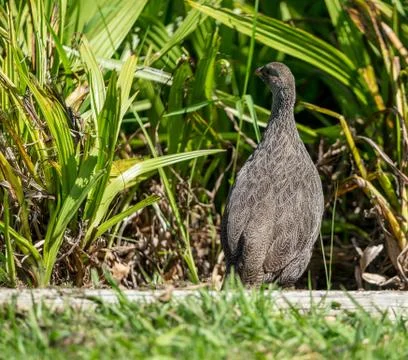 Chicken Stock Photos