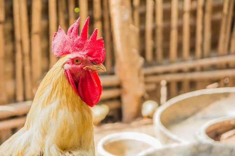 Chicken Stock Photos