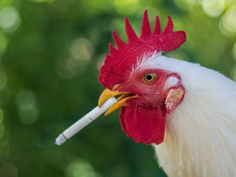 Chicken Stock Photos