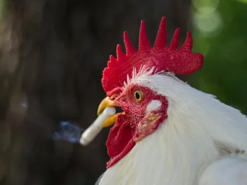 Chicken Stock Photos