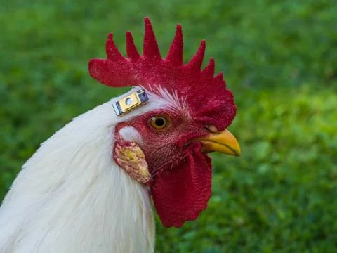 Chicken Stock Photos