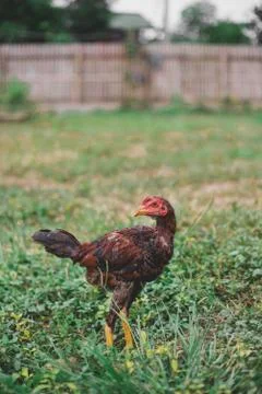 Chicken Stock Photos