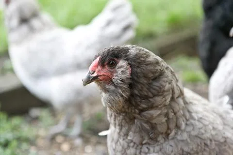 Chicken Fotos Stock