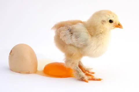 Chicken Foto stock