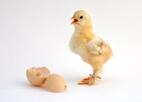 Chicken Stock Photos