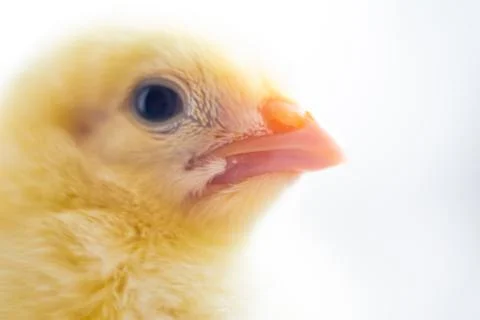 Chicken Stock Photos