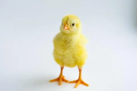 Chicken Foto stock