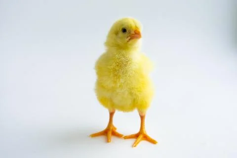 Chicken Foto stock