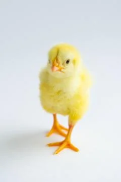 Chicken Foto stock