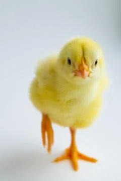 Chicken Foto stock