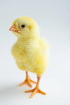Chicken Foto stock