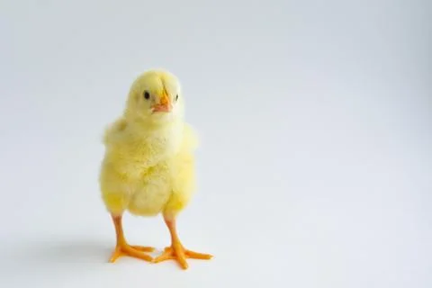 Chicken Foto stock
