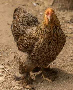 Chicken Stock Photos