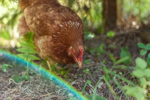 Chicken Stock Photos