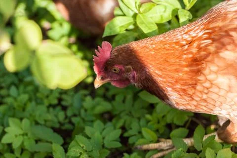 Chicken Stock Photos