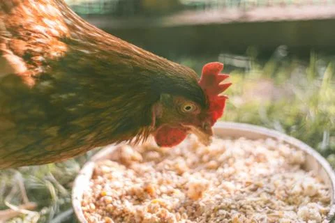 Chicken Stock Photos