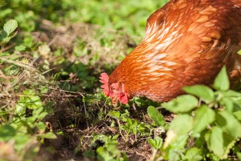 Chicken Stock Photos