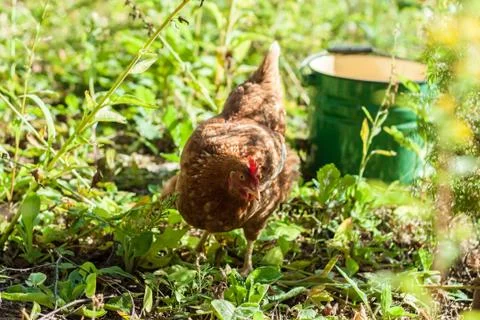 Chicken Stock Photos