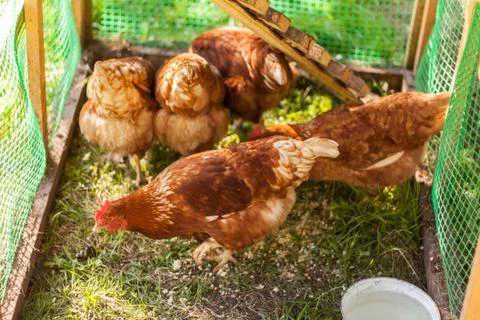 Chicken Stock Photos